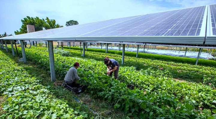 Trang trại pin mặt trời có thể thu hơn 1 tỷ trên 1 hecta mỗi năm